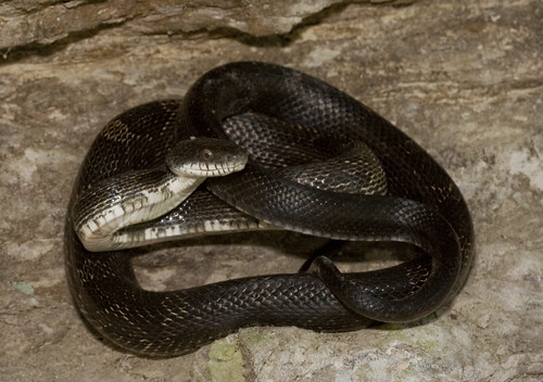 The Herping Michigan Blog Return to Southern Illinois