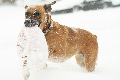 My Doberman & Border Collie x Boxer Mix in the Snow