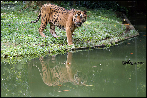 (Jangan) diajar anak harimau makan daging Bidal Melayu