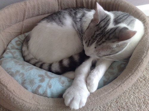 What to Do When Your Cat Gets Stung by a Bee Love Meow