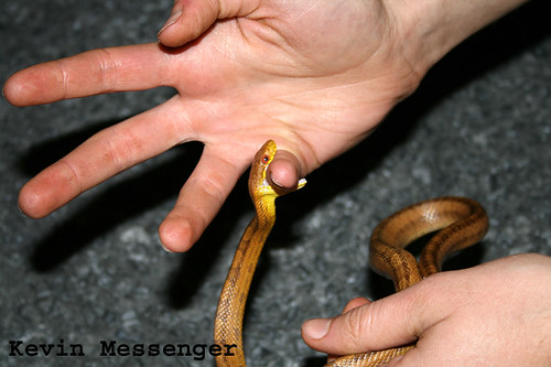 Cottonmouth Water Moccasin Page 8