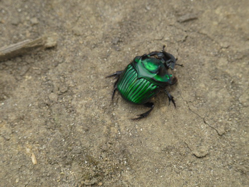 Giant green beetle