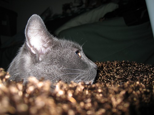 Fey's face in profile, while she is on her brown fuzzy bed.