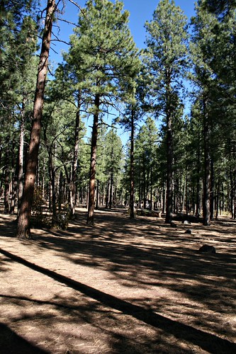 tidyforest101709