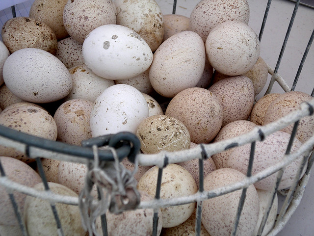 Wild Turkey Eggs Flickr Photo Sharing!