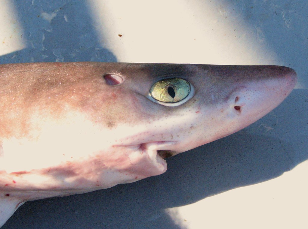 Flickriver Photoset 'Family Squalidae (Dogfish Sharks)' by Crappy