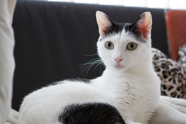 Japanese Bobtail Cat Pictures and Information