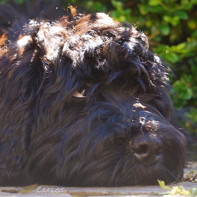 Spanish Water Dog Pictures and Informations