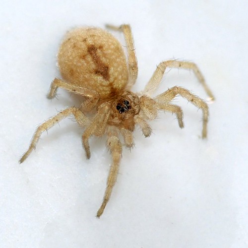 Florida Spiders, bodorfamily · iNaturalist.org