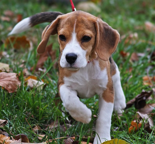 Cute Little Beagle Puppy Flickr Photo Sharing!