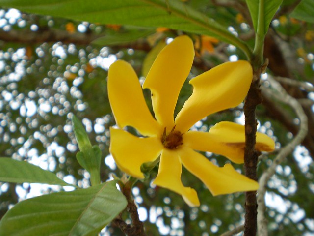 Dunia Sains Bungabunga Yang Cantik Di Hutan