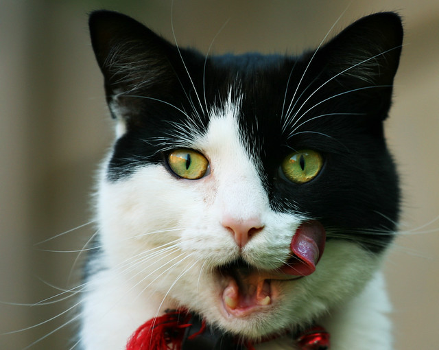 Cat Licking Lips Flickr Photo Sharing!