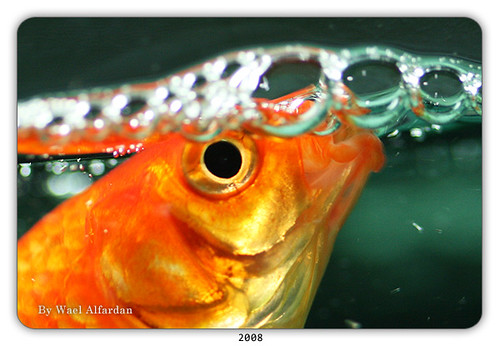 .. Do Fish Drink Water ? .. لعل هذا السؤال قد خطر بذهن كل … Flickr