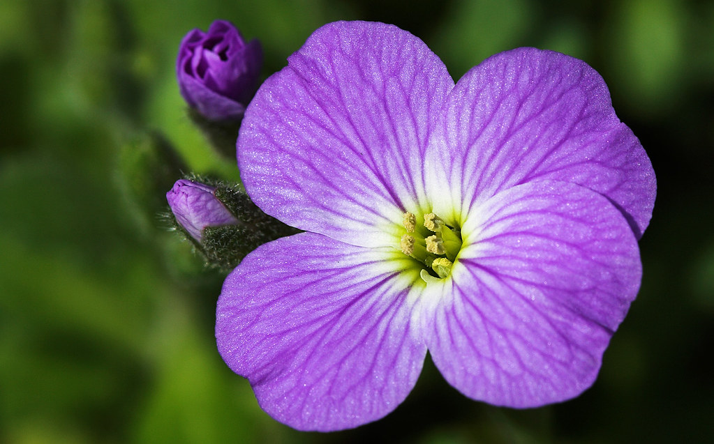 Petals Exquisite Flower Photography by Achim Mittler » Ciel Bleu Media