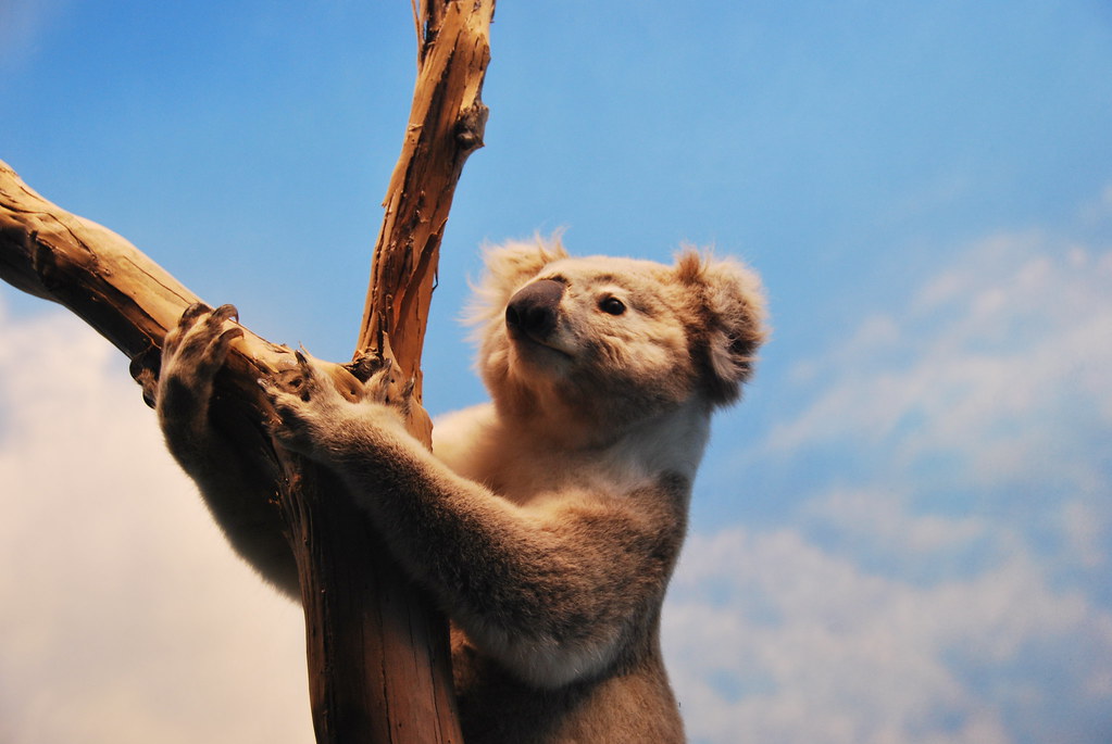12 Terrifying Facts About Koalas A Miserable and Hateful Animal (Page 2)
