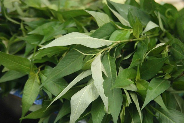 Daun Kesum Flickr Photo Sharing!