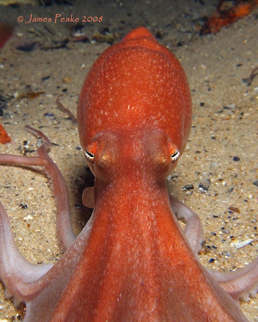 Sand Octopus Face. Flickr Photo Sharing!
