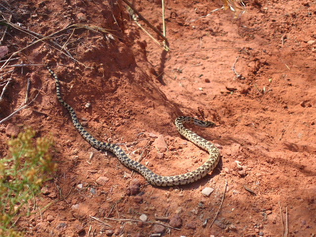 Water snake This is probably a water snake, possibly a gar… Flickr