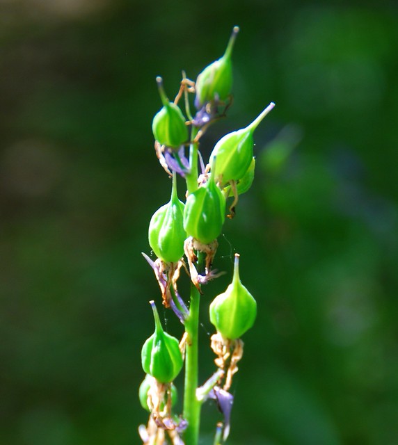 bluebell seed pods Flickr Photo Sharing!