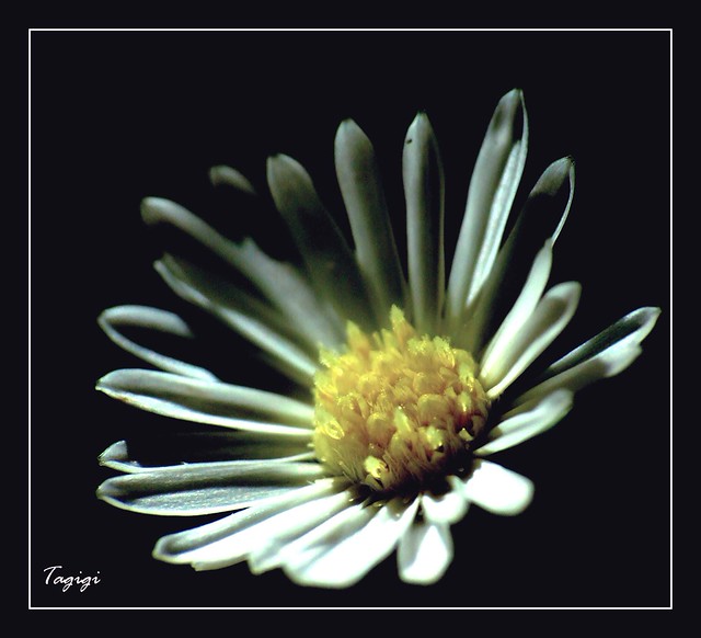 Angel's Breath Flower Flickr Photo Sharing!