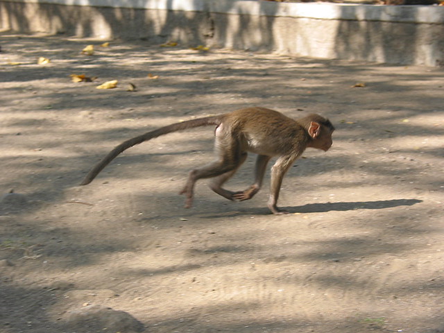 Monkey on the Run Leo Timmers
