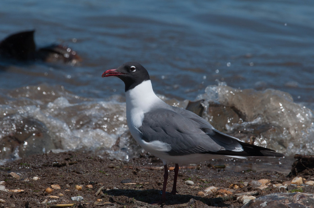 Elevation of Williamsville Rd, Milford, DE, USA Topographic Map