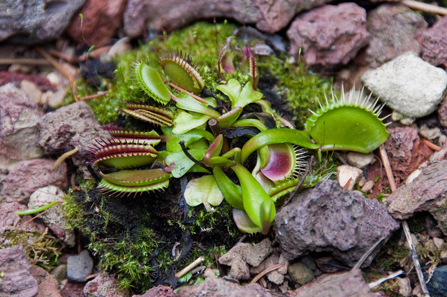 Attrapemouches (Plante carnivore) Flickr Photo Sharing!