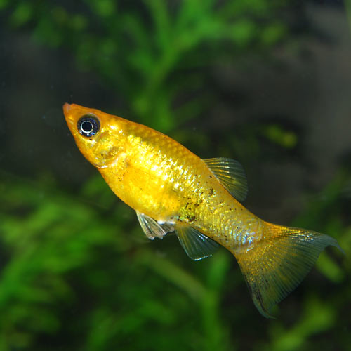 Gold Dust Molly Flickr Photo Sharing!