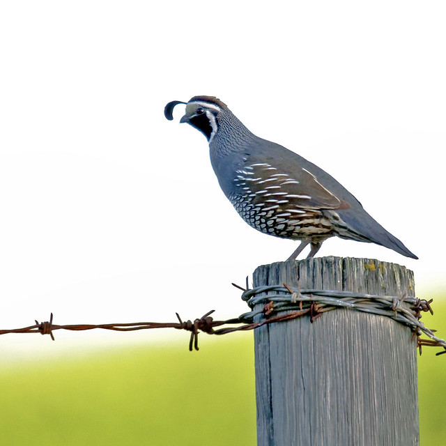 Ever See Quail Fly ? Flickr Photo Sharing!