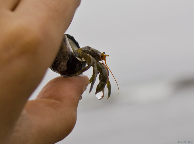 Displaying 20> Images For Cute Hermit Crab Babies... Images Frompo
