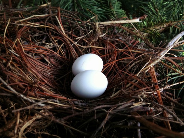 Dove eggs Flickr Photo Sharing!