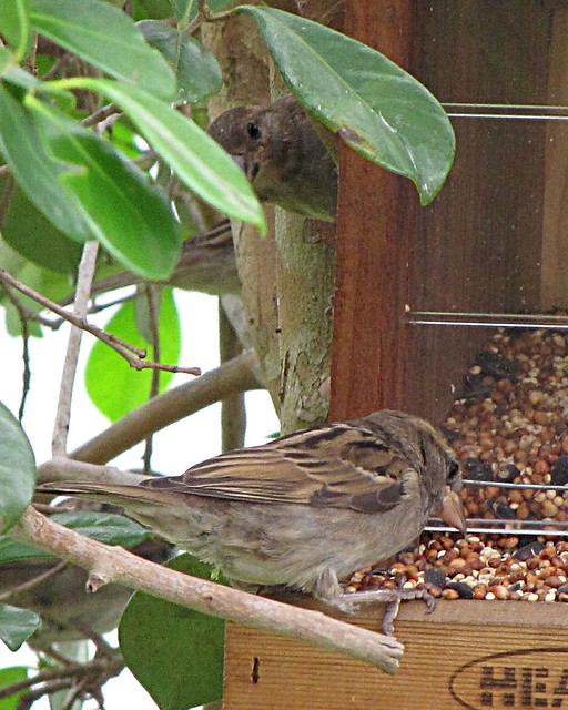 Bird Feeder Orlando Florida Bird FeedersBird Feeders