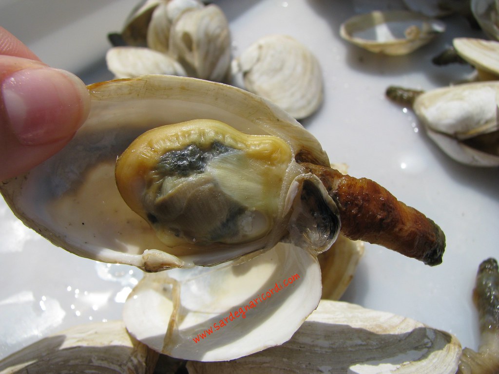 Softshelled Clam (Marine Species of Crab Cove (Alameda, CA