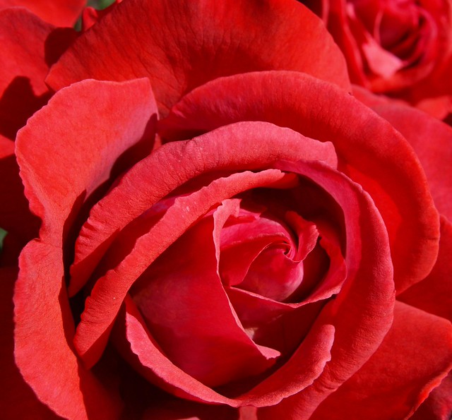 Red Rose of Lancashire Flickr Photo Sharing!