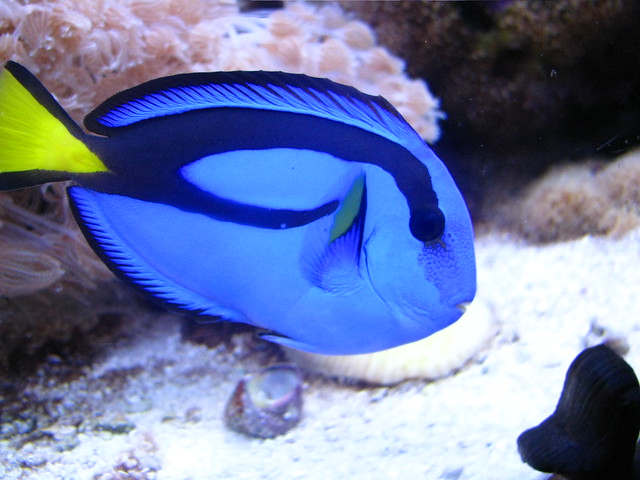dory fish Flickr Photo Sharing!