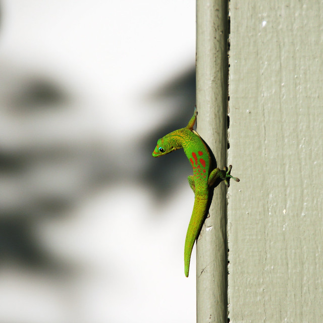 Orangespotted Day Gecko Flickr Photo Sharing!
