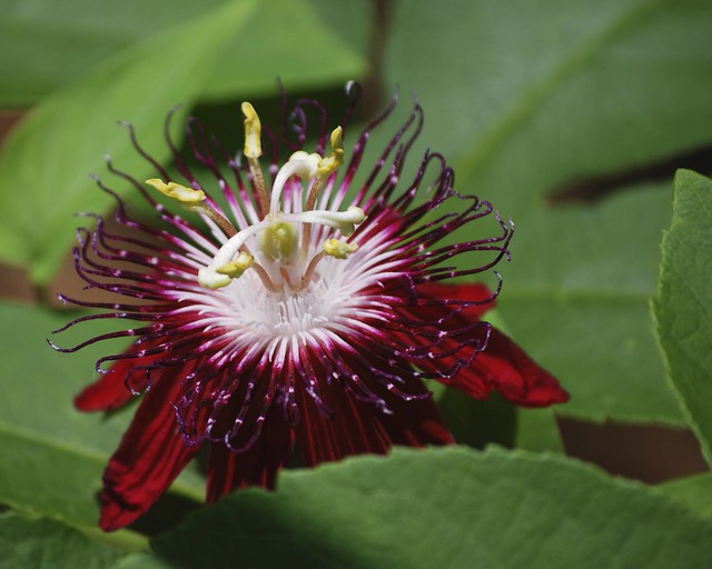 Passion Flower Tampa, FL Flickr Photo Sharing!