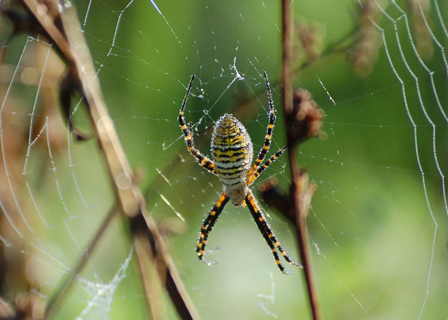 ohio spider Flickr Photo Sharing!