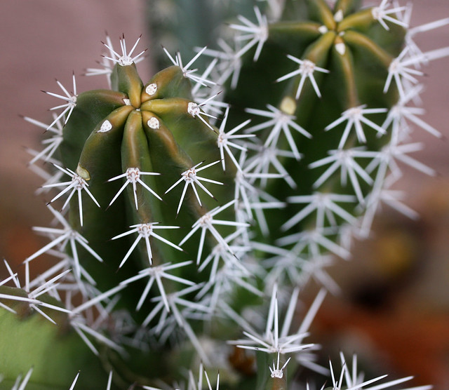 Christmas Cactus Spikes Cactus Spike Bouquet Flickr Photo Sharing!