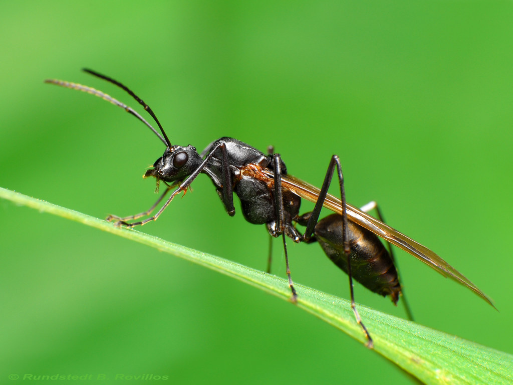 Winged ant The majority of ants are wingless. However, thr… Flickr