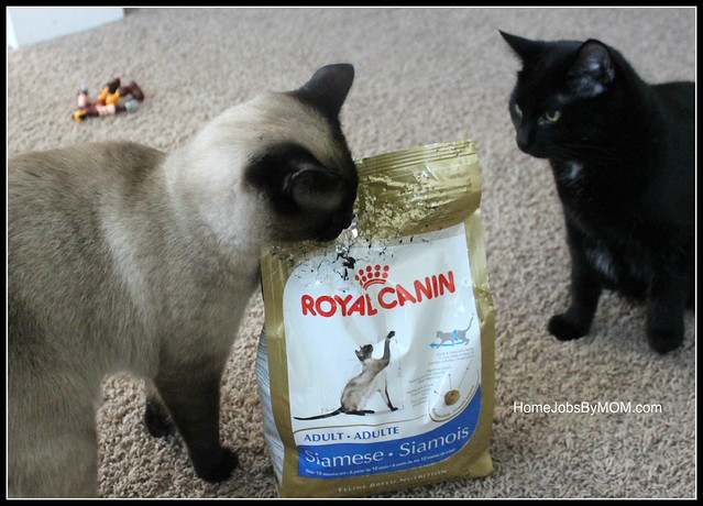 Royal Canin Adult Siamese Dry Cat Food Review Home Jobs by MOM