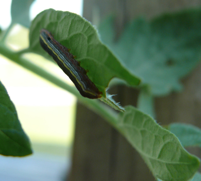 southern army worm on tomato plant Flickr Photo Sharing!