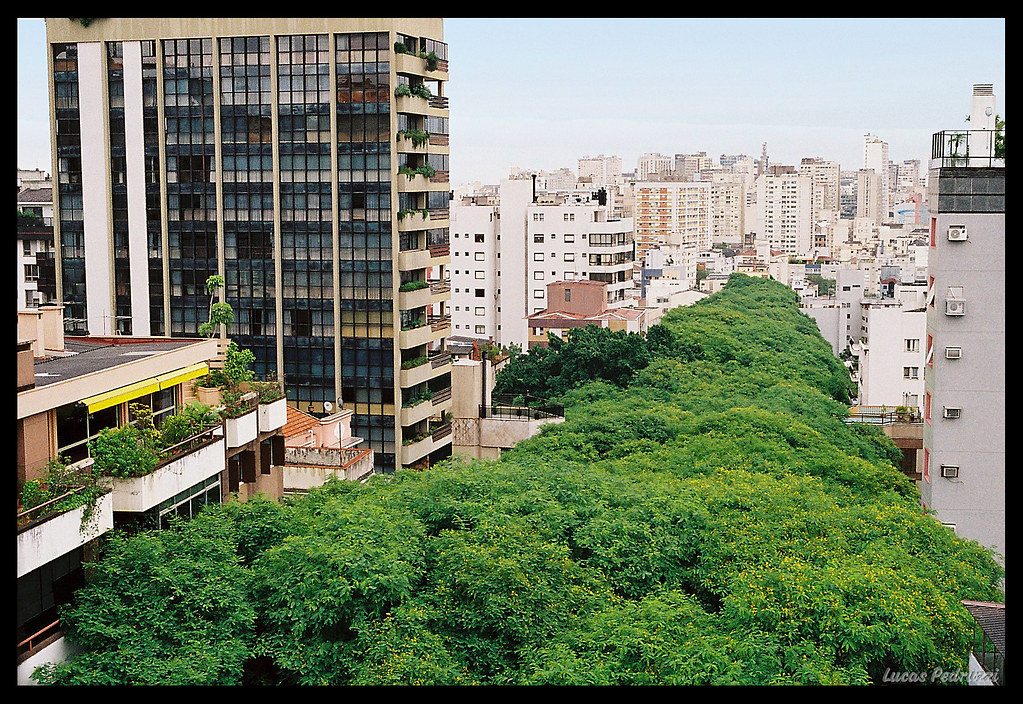 Stunning Street in Porto Alegre, Brazil is Blanketed in Trees