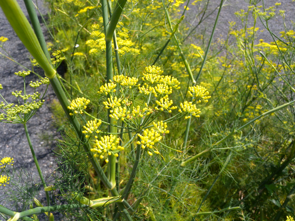 Sweet Fennel (Riverside Citizen Science Flora) ·