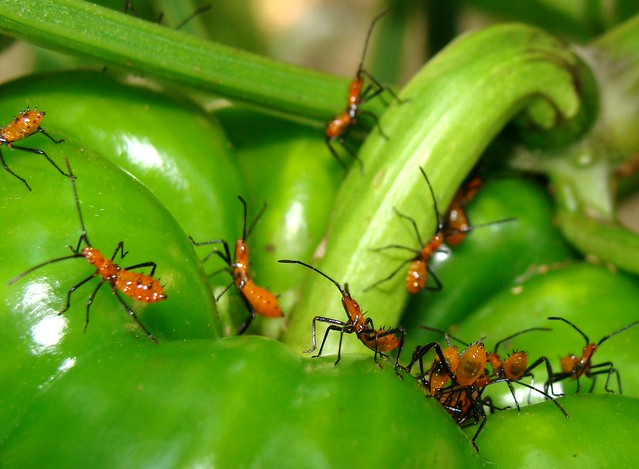 bug nymphs on green pepper fruit Flickr Photo Sharing!
