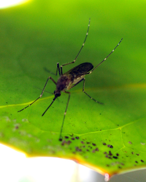The yellow fever mosquito, Aedes aegypti Flickr Photo