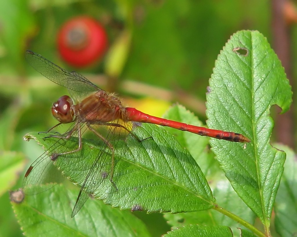 Autumn Meadowhawk (Dragonflies & Damselflies of Southern California
