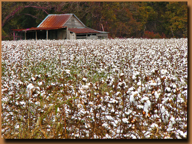 In Them Old Cotton Fields Back Home......... Flickr Photo Sharing!