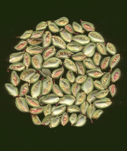06138 Fern Leaf Peony split seed pods 360 Flickr Photo Sharing!
