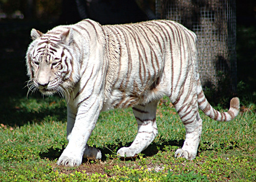 White Bengal Tiger Flickr Photo Sharing!